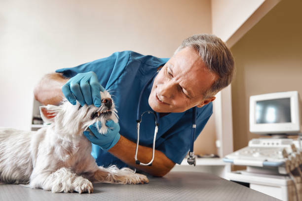 Best Emergency Wisdom Teeth Removal in Marshall, IL